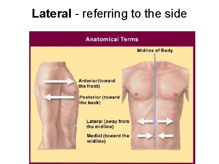 Lateral - referring to the side Lateral - referring to the side