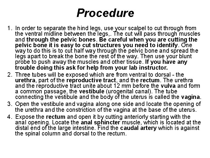 Procedure 1. In order to separate the hind legs, use your scalpel to cut Procedure 1. In order to separate the hind legs, use your scalpel to cut