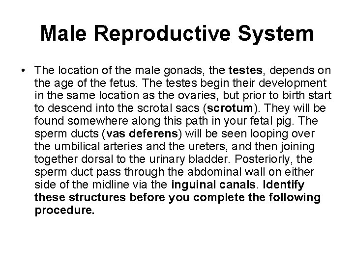 Male Reproductive System • The location of the male gonads, the testes, depends on