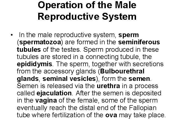 Operation of the Male Reproductive System • In the male reproductive system, sperm (spermatozoa)