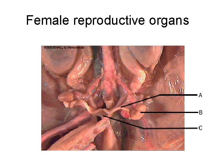 Female reproductive organs Female reproductive organs