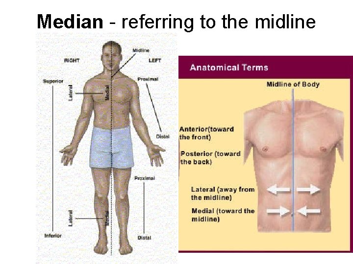 Median - referring to the midline 