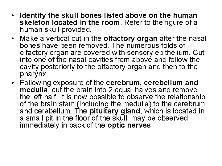 • Identify the skull bones listed above on the human skeleton located in • Identify the skull bones listed above on the human skeleton located in