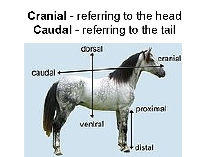 Cranial - referring to the head Caudal - referring to the tail 