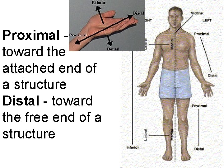 Proximal - toward the attached end of a structure Distal - toward the free Proximal - toward the attached end of a structure Distal - toward the free