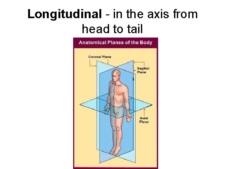 Longitudinal - in the axis from head to tail Longitudinal - in the axis from head to tail