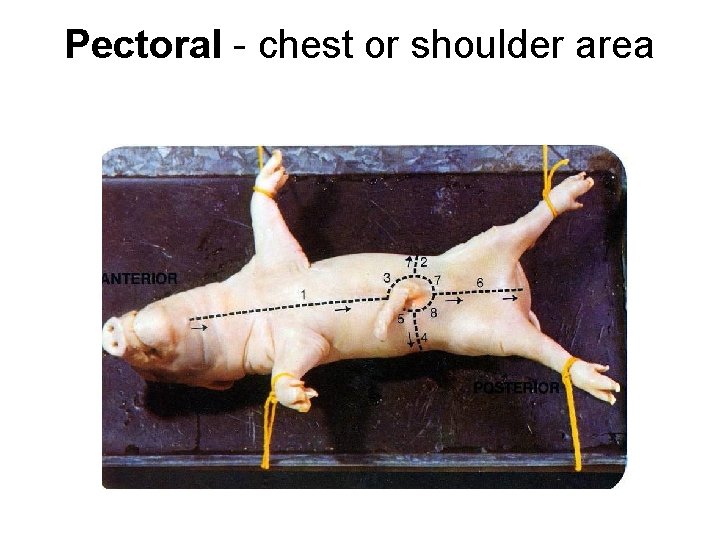 Pectoral - chest or shoulder area 