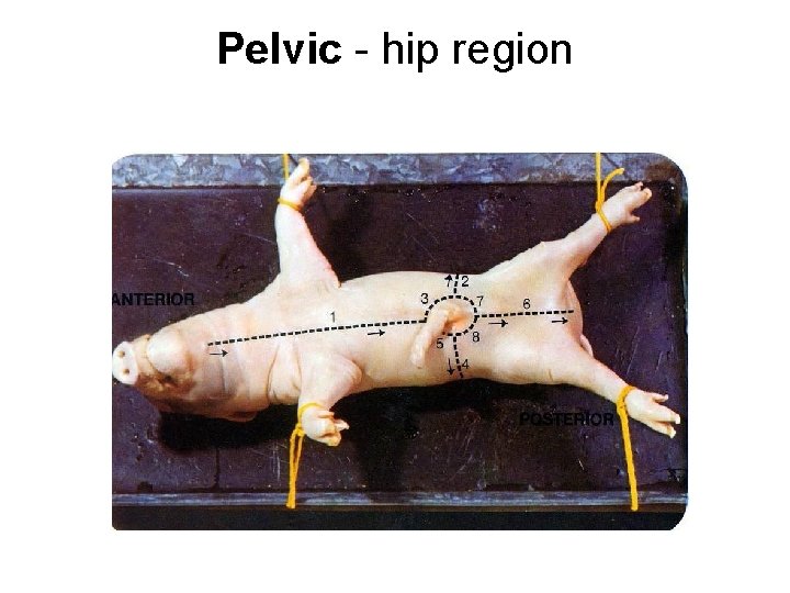 Pelvic - hip region Pelvic - hip region