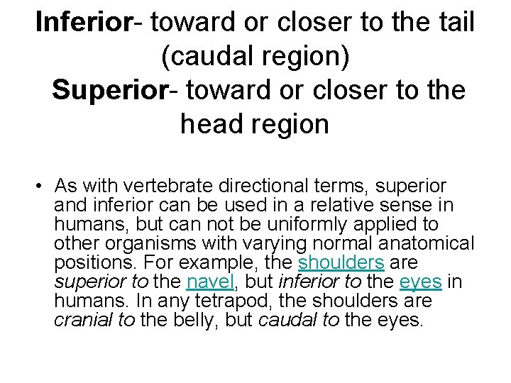 Inferior- toward or closer to the tail (caudal region) Superior- toward or closer to Inferior- toward or closer to the tail (caudal region) Superior- toward or closer to