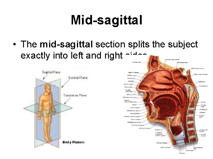 Mid-sagittal • The mid-sagittal section splits the subject exactly into left and right sides. Mid-sagittal • The mid-sagittal section splits the subject exactly into left and right sides.