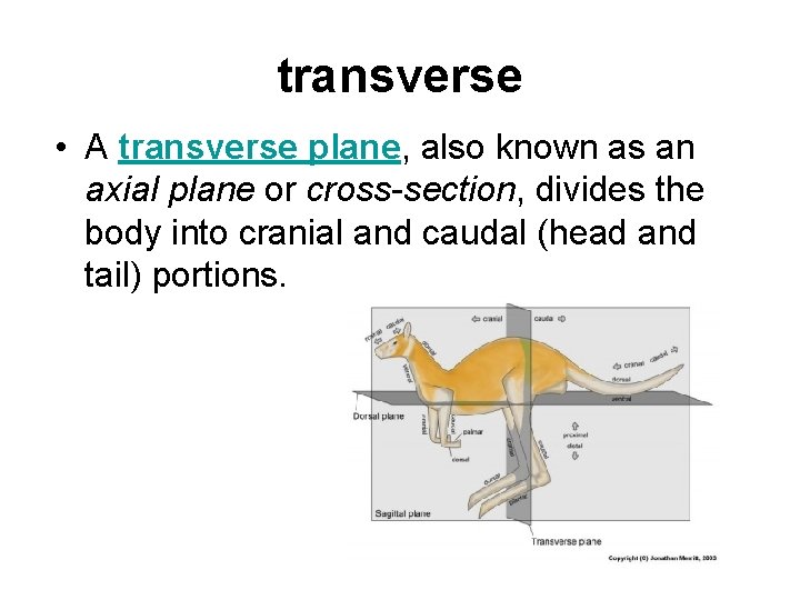 transverse • A transverse plane, also known as an axial plane or cross-section, divides