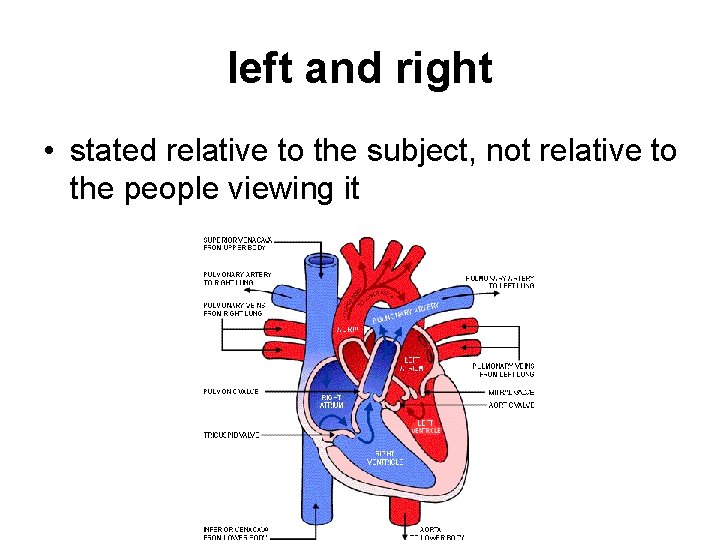 left and right • stated relative to the subject, not relative to the people