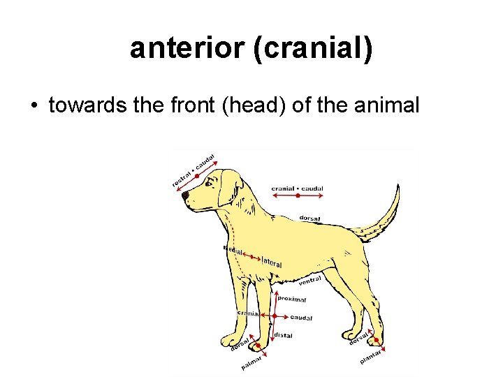 anterior (cranial) • towards the front (head) of the animal anterior (cranial) • towards the front (head) of the animal
