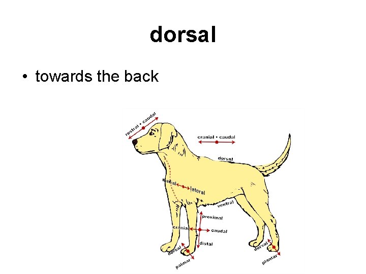 dorsal • towards the back dorsal • towards the back