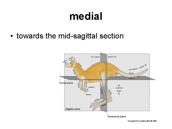 medial • towards the mid-sagittal section 