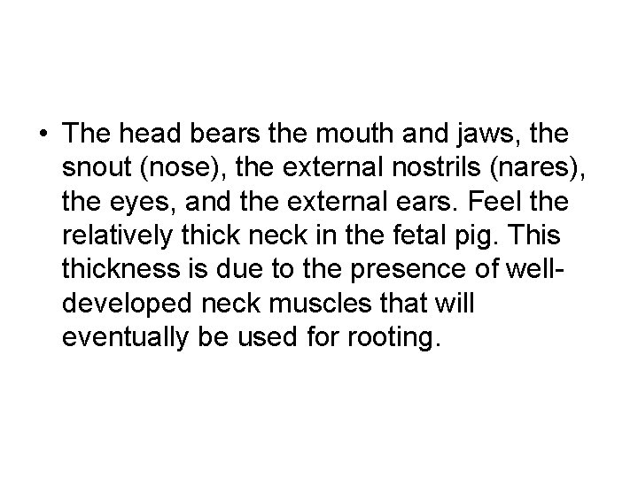  • The head bears the mouth and jaws, the snout (nose), the external