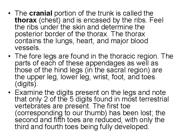  • The cranial portion of the trunk is called the thorax (chest) and