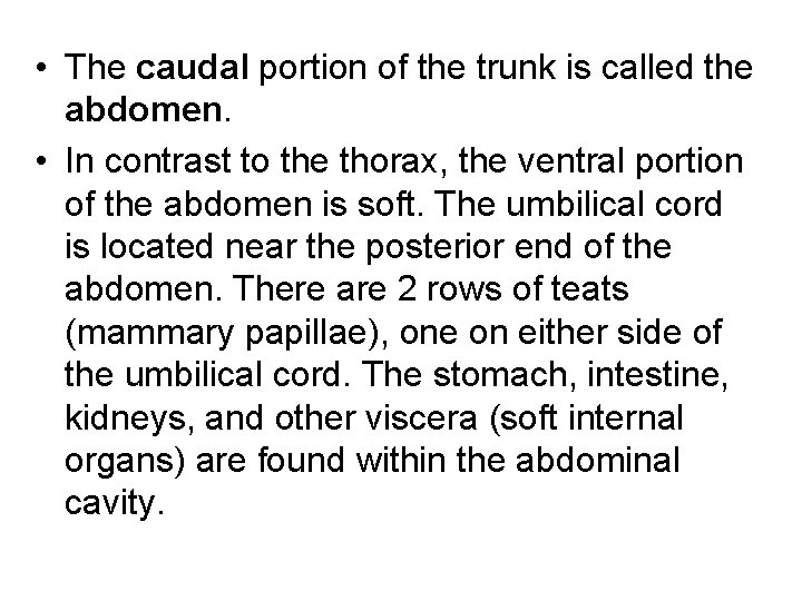  • The caudal portion of the trunk is called the abdomen. • In