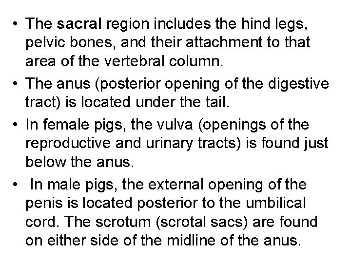  • The sacral region includes the hind legs, pelvic bones, and their attachment