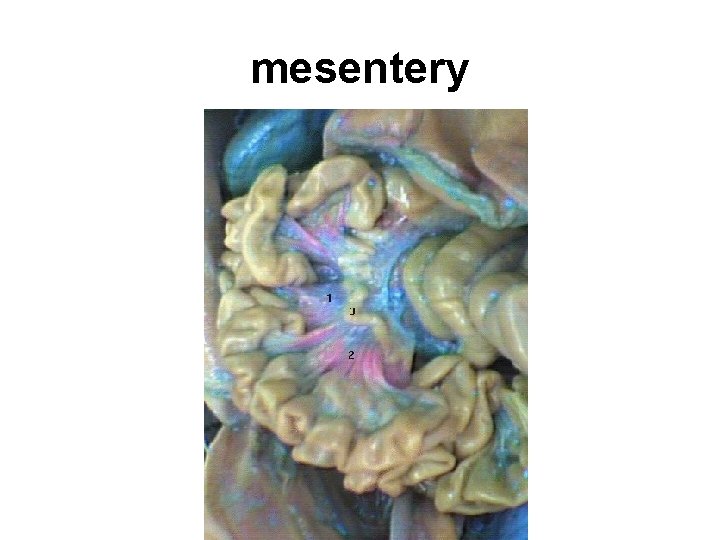 mesentery mesentery