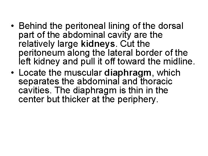 • Behind the peritoneal lining of the dorsal part of the abdominal cavity • Behind the peritoneal lining of the dorsal part of the abdominal cavity
