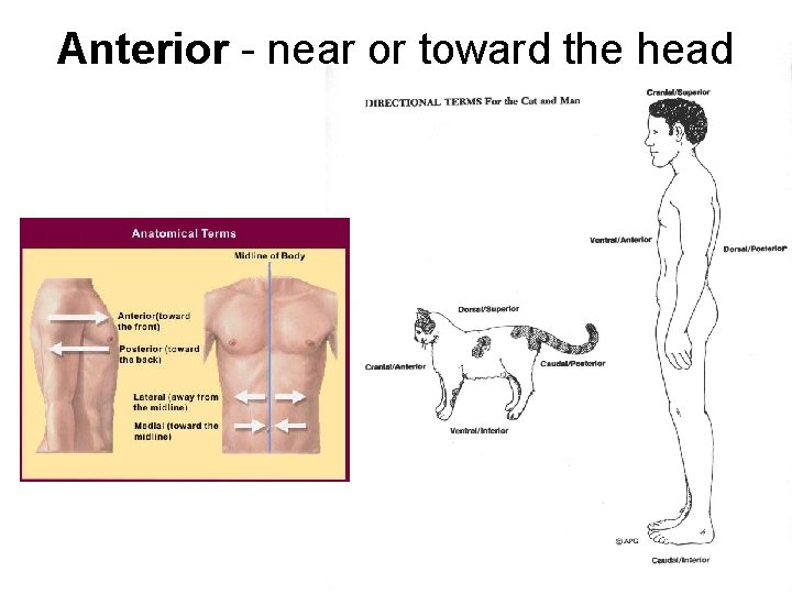 Anterior - near or toward the head Anterior - near or toward the head