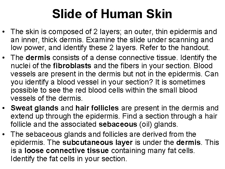 Slide of Human Skin • The skin is composed of 2 layers; an outer, Slide of Human Skin • The skin is composed of 2 layers; an outer,