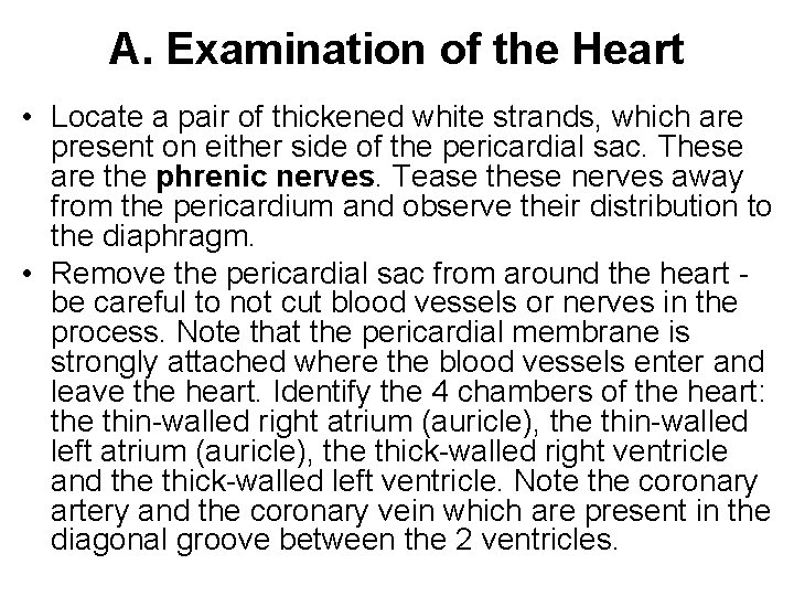 A. Examination of the Heart • Locate a pair of thickened white strands, which