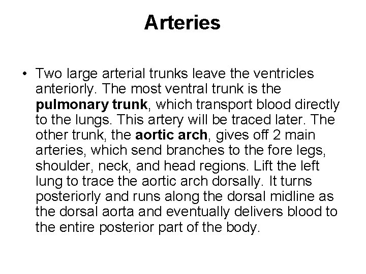 Arteries • Two large arterial trunks leave the ventricles anteriorly. The most ventral trunk