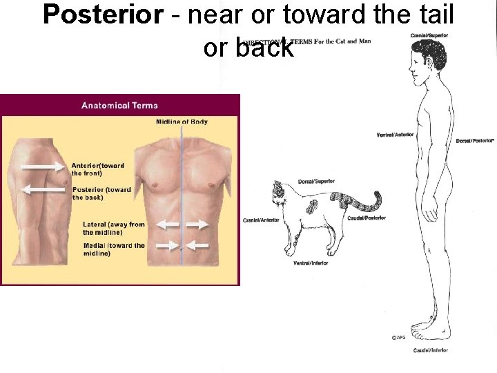 Posterior - near or toward the tail or back Posterior - near or toward the tail or back