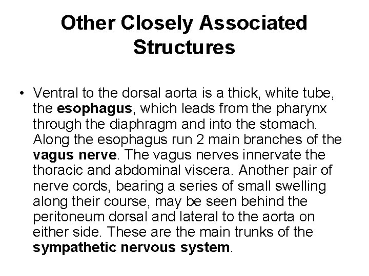 Other Closely Associated Structures • Ventral to the dorsal aorta is a thick, white