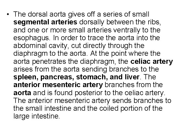  • The dorsal aorta gives off a series of small segmental arteries dorsally