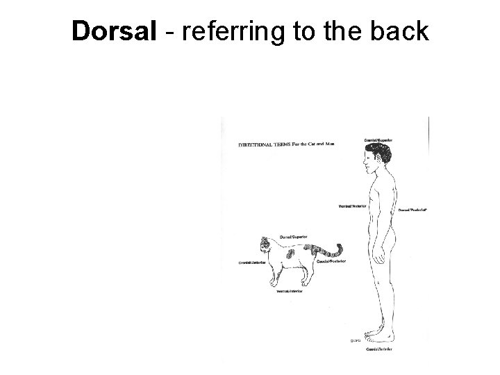 Dorsal - referring to the back Dorsal - referring to the back