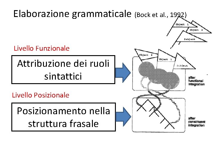 Elaborazione grammaticale (Bock et al. , 1992) Livello Funzionale Attribuzione dei ruoli sintattici Livello