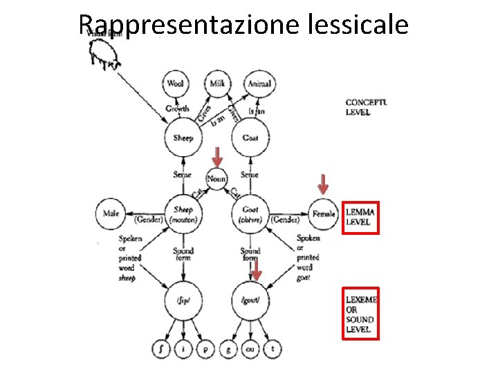 Rappresentazione lessicale 