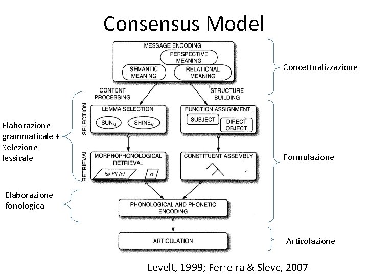 Consensus Model Concettualizzazione Elaborazione grammaticale + Selezione lessicale Formulazione Elaborazione fonologica Articolazione Levelt, 1999;