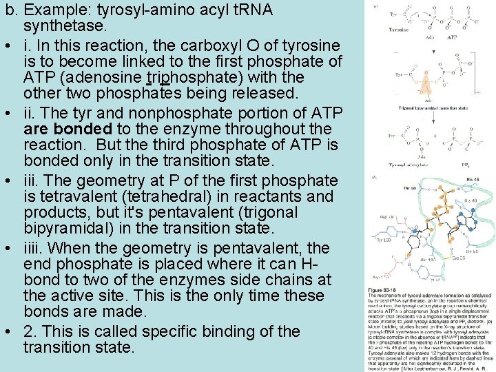 b. Example: tyrosyl-amino acyl t. RNA synthetase. • i. In this reaction, the carboxyl