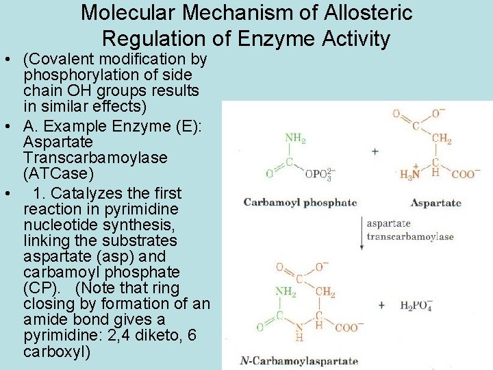 Molecular Mechanism of Allosteric Regulation of Enzyme Activity • (Covalent modification by phosphorylation of