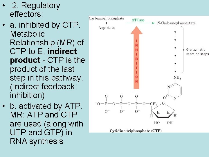  • 2. Regulatory effectors: • a. inhibited by CTP. Metabolic Relationship (MR) of