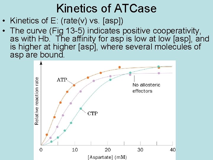 Kinetics of ATCase • Kinetics of E: (rate(v) vs. [asp]) • The curve (Fig