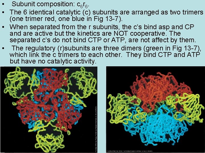  • Subunit composition: c 6 r 6. • The 6 identical catalytic (c)