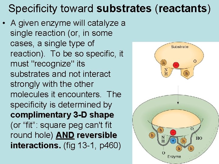 Specificity toward substrates (reactants) • A given enzyme will catalyze a single reaction (or,