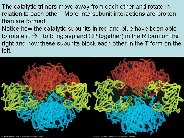 The catalytic trimers move away from each other and rotate in relation to each