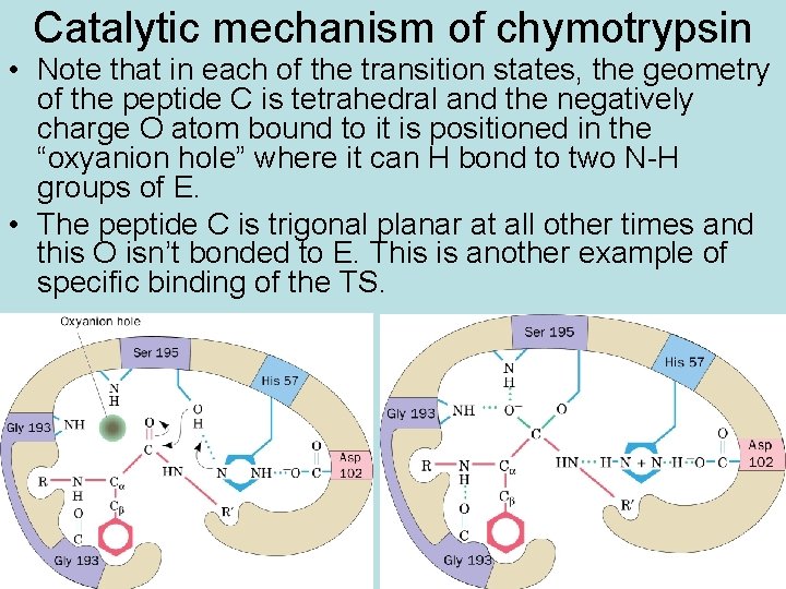 Catalytic mechanism of chymotrypsin • Note that in each of the transition states, the