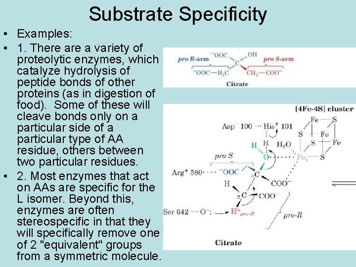 Substrate Specificity • Examples: • 1. There a variety of proteolytic enzymes, which catalyze