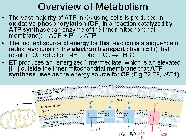 Overview of Metabolism • The vast majority of ATP in O 2 using cells