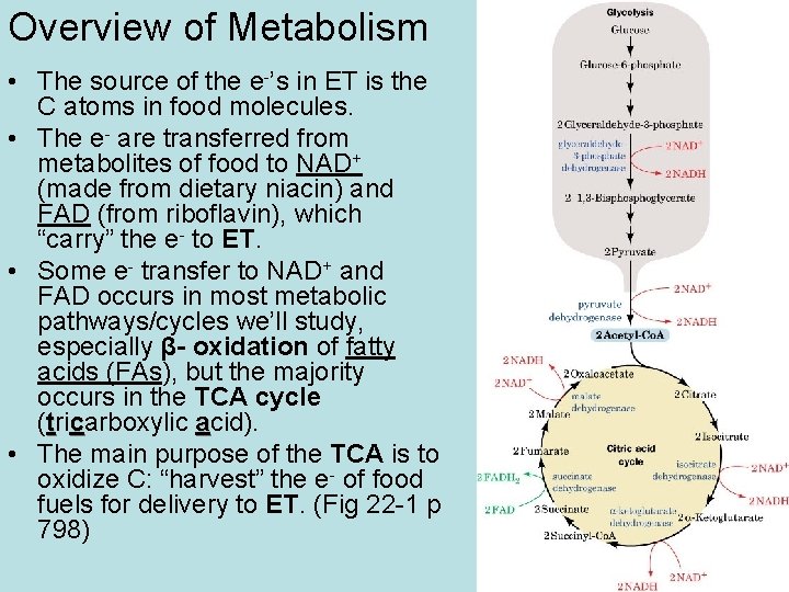 Overview of Metabolism • The source of the e-’s in ET is the C