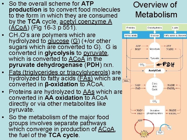  • So the overall scheme for ATP production is to convert food molecules