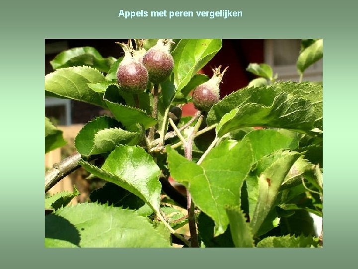 Appels met peren vergelijken 