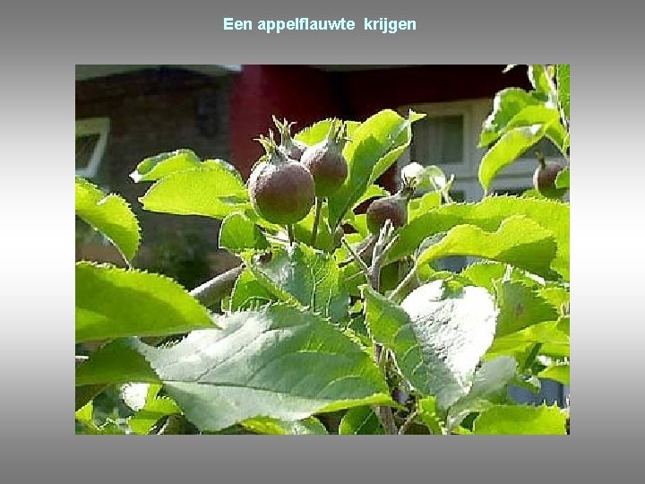 Een appelflauwte krijgen 